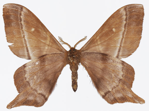 /filer/webapps/moths/media/images/M/manicaensis_Urota_HT_Basquinb.jpg