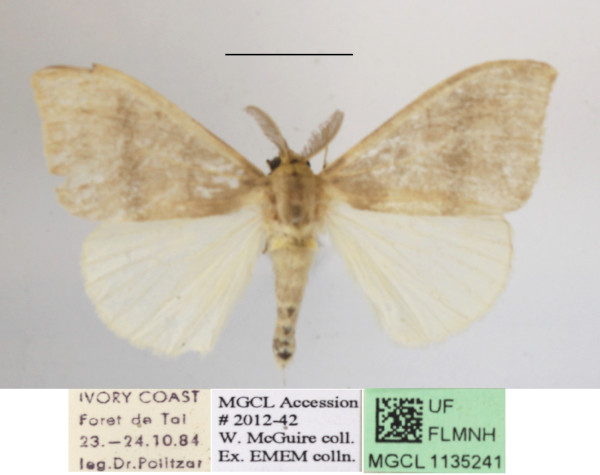 /filer/webapps/moths/media/images/M/manicata_Heteronygmia_AM_MGCLa_01.JPG