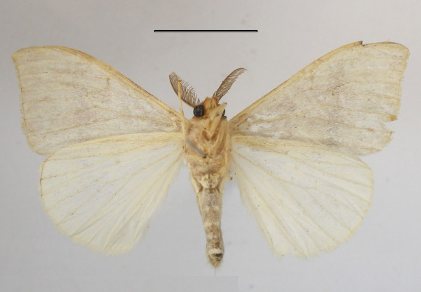/filer/webapps/moths/media/images/M/manicata_Heteronygmia_AM_MGCLb_01.JPG