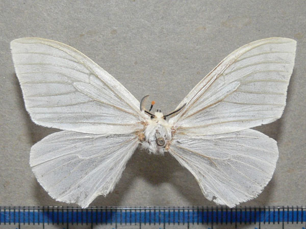 /filer/webapps/moths/media/images/M/manicata_Heteronygmia_A_Goff_01.jpg