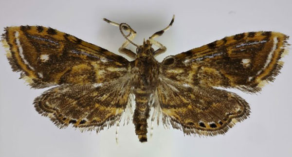 /filer/webapps/moths/media/images/M/manicensis_Pseudambia_HT_Agassiz.jpg