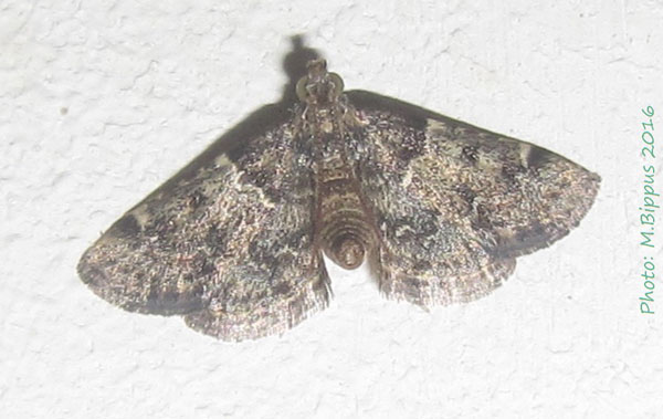 /filer/webapps/moths/media/images/M/manihotalis_Pyralis_A_Bippus.jpg