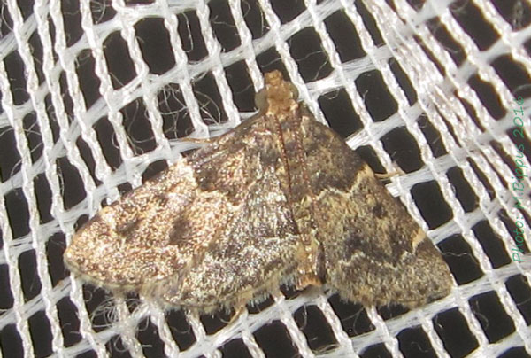 /filer/webapps/moths/media/images/M/manihotalis_Pyralis_A_Bippus_02.jpg