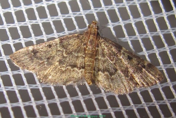 /filer/webapps/moths/media/images/M/manihotalis_Pyralis_A_Bippus_03.jpg