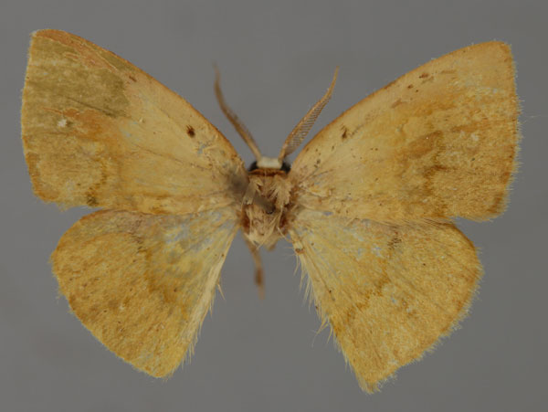 /filer/webapps/moths/media/images/M/mannophora_Hypocoela_A_ZSM_01.jpg