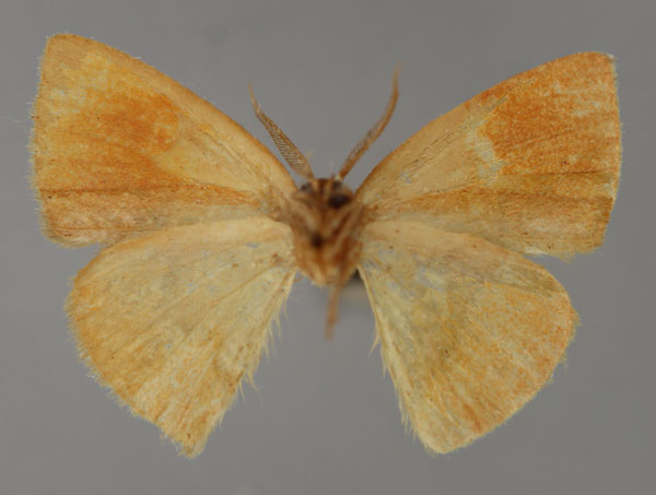 /filer/webapps/moths/media/images/M/mannophora_Hypocoela_A_ZSM_02.jpg