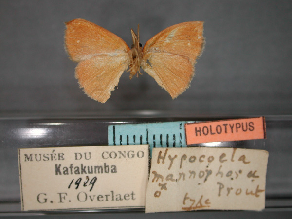 /filer/webapps/moths/media/images/M/mannophora_Hypocoela_HT_RMCA_02.jpg