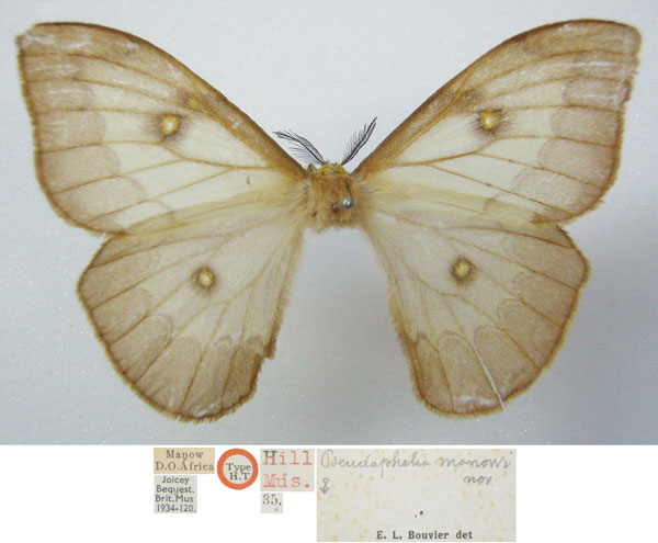 /filer/webapps/moths/media/images/M/mannowiana_Pseudaphelia_STF_NHMUKa.jpg