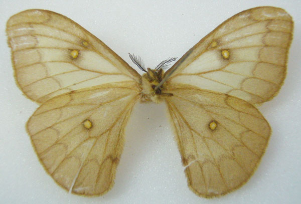 /filer/webapps/moths/media/images/M/mannowiana_Pseudaphelia_STF_NHMUKb.jpg