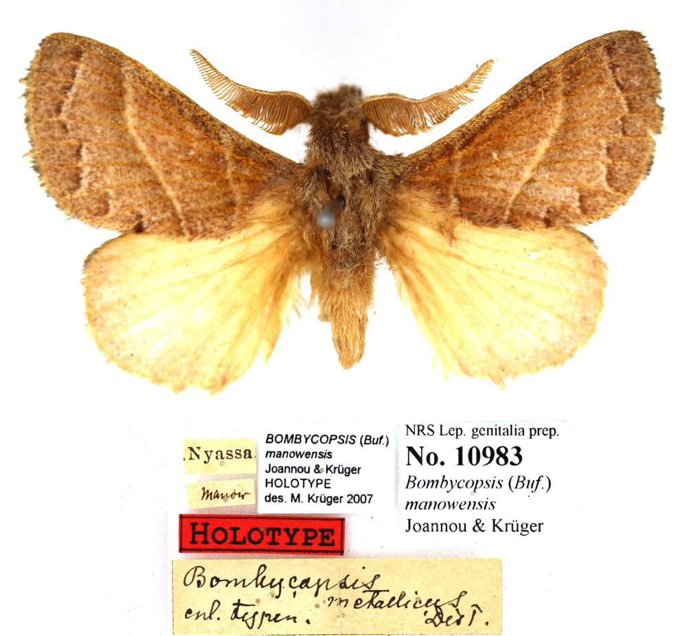 /filer/webapps/moths/media/images/M/manowensis_Bombycopsis_HT_SNHM.jpg