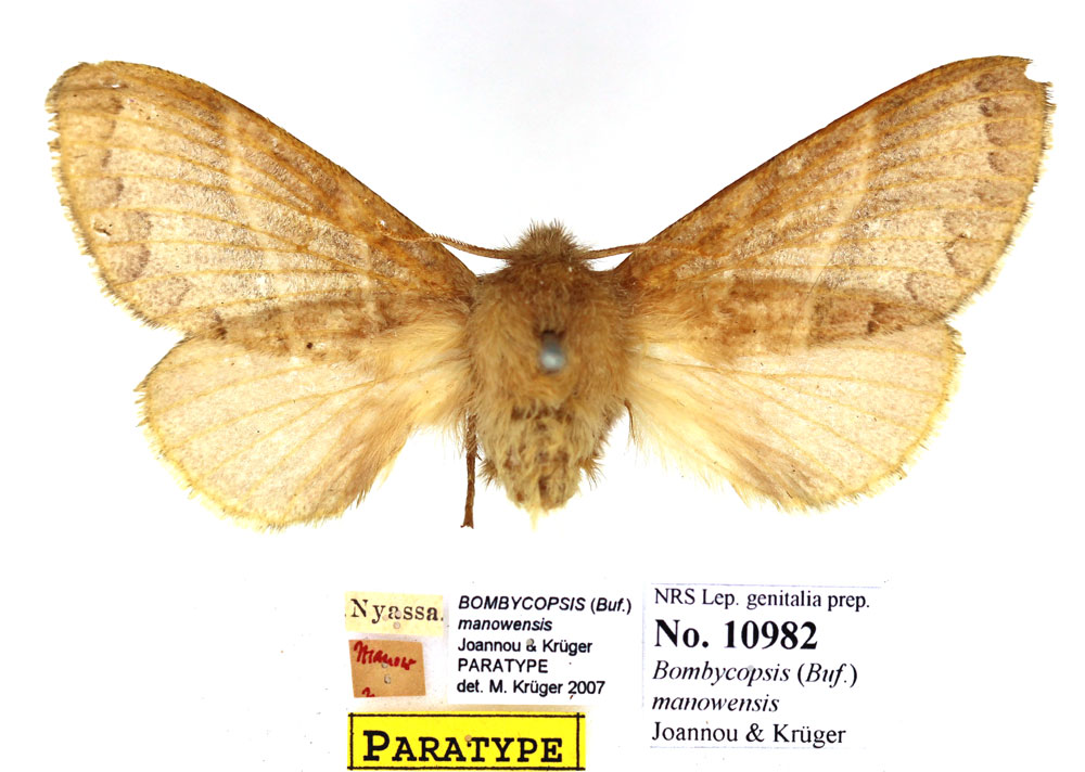 /filer/webapps/moths/media/images/M/manowensis_Bombycopsis_PTF_SNHM.jpg