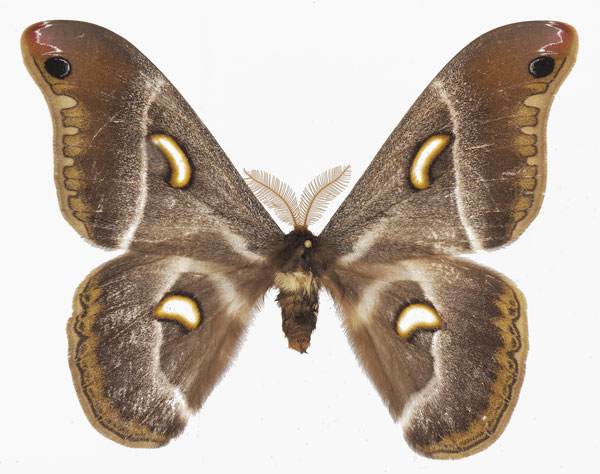 /filer/webapps/moths/media/images/M/manowensis_Epiphora_AM_Basquina.jpg