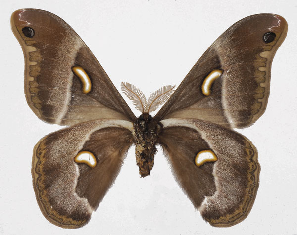 /filer/webapps/moths/media/images/M/manowensis_Epiphora_AM_Basquinb.jpg