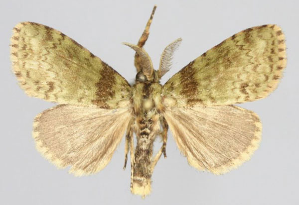 /filer/webapps/moths/media/images/M/mantasoa_Rivotra_AM_Golovizina.jpg