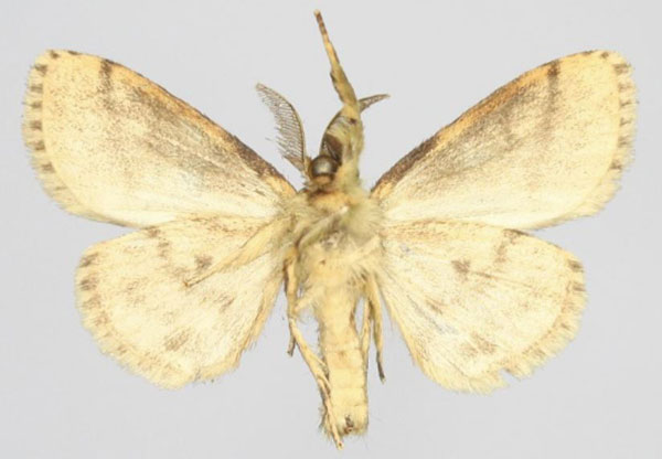 /filer/webapps/moths/media/images/M/mantasoa_Rivotra_AM_Golovizinb.jpg