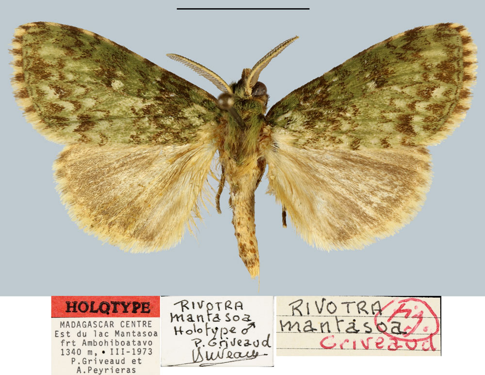 /filer/webapps/moths/media/images/M/mantasoa_Rivotra_HT_MNHN.jpg