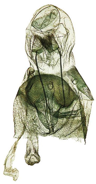 /filer/webapps/moths/media/images/M/mapanja_Hellinsia_GFPT_ZMJU.jpg