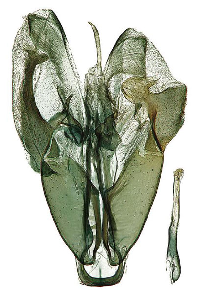 /filer/webapps/moths/media/images/M/mapanja_Hellinsia_GMHT_ZMJU.jpg