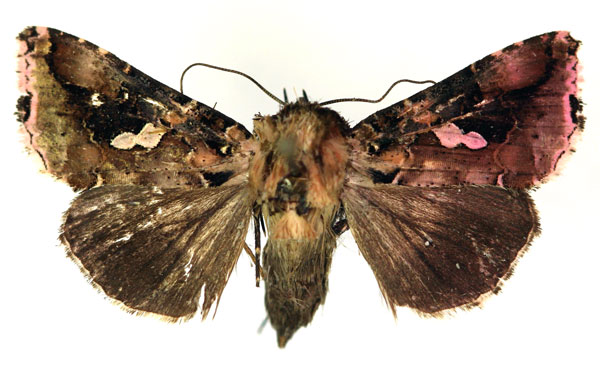 /filer/webapps/moths/media/images/M/mapongua_Ctenoplusia_AF_RMCA.jpg