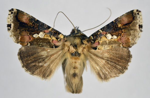 /filer/webapps/moths/media/images/M/mapongua_Ctenoplusia_AM_NHMO.jpg