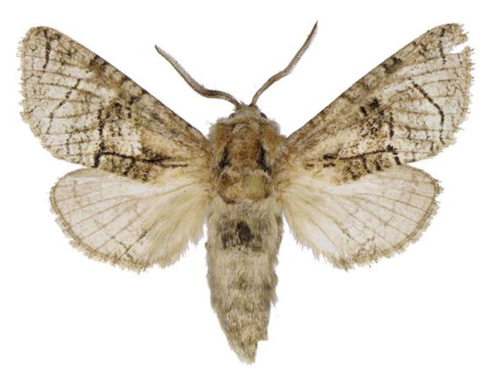 /filer/webapps/moths/media/images/M/maputo_Brachylichia_HT_ANHRT.jpg