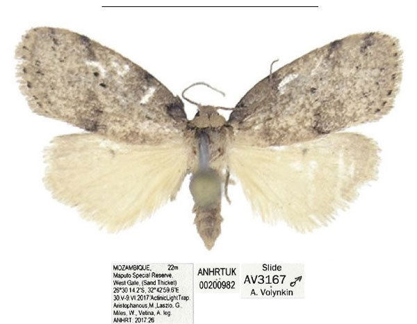/filer/webapps/moths/media/images/M/maputo_Spatulosia_HT_ANHRT.jpg