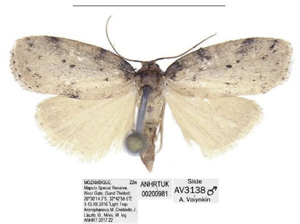 /filer/webapps/moths/media/images/M/maputo_Spatulosia_PTM_ANHRT_0CuHXs3.jpg