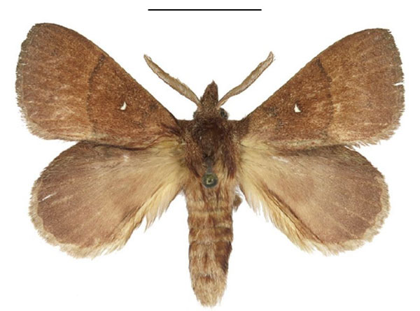 /filer/webapps/moths/media/images/M/maputoensis_Rhinobombyx_HT_ANHRT.jpg