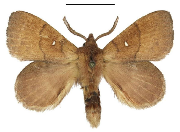 /filer/webapps/moths/media/images/M/maputoensis_Rhinobombyx_PTM_ANHRT_01.jpg