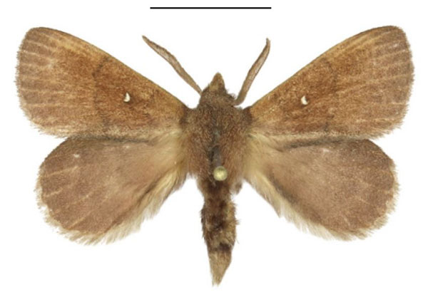 /filer/webapps/moths/media/images/M/maputoensis_Rhinobombyx_PTM_ANHRT_02.jpg