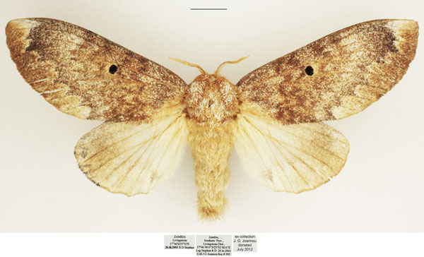 /filer/webapps/moths/media/images/M/maputuana_Dinometa_AF_TMSA.jpg