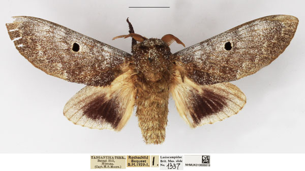 /filer/webapps/moths/media/images/M/maputuana_Dinometa_AM_NHMUK.jpg