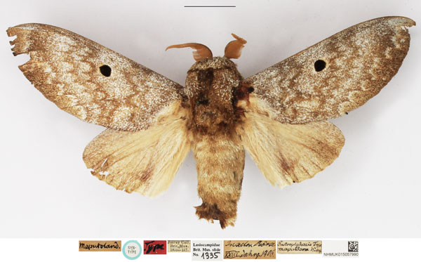 /filer/webapps/moths/media/images/M/maputuana_Dinometa_LTM_NHMUK.jpg