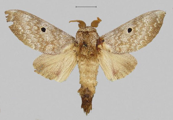 /filer/webapps/moths/media/images/M/maputuana_Dinometa_LT_NHMUK.jpg