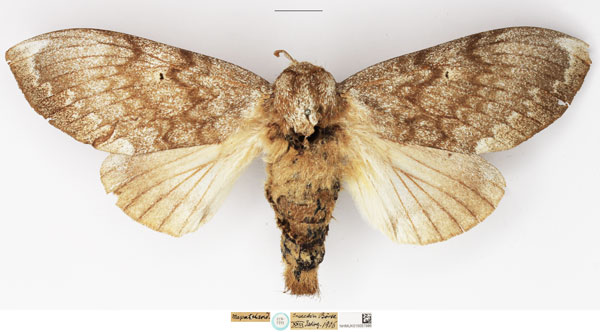 /filer/webapps/moths/media/images/M/maputuana_Dinometa_PLTF_NHMUK.jpg