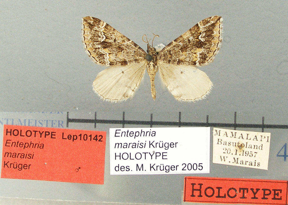 /filer/webapps/moths/media/images/M/maraisi_Entephria_HT_TMSA.jpg