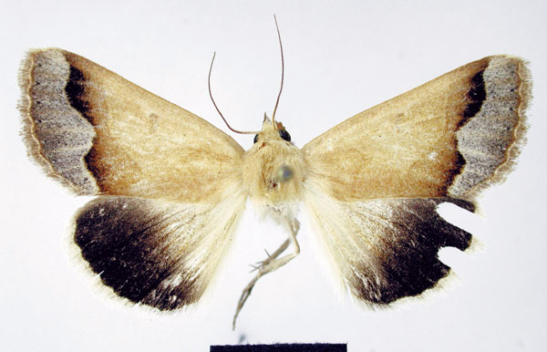 /filer/webapps/moths/media/images/M/maraisi_Trichanua_HT_NMNW.jpg