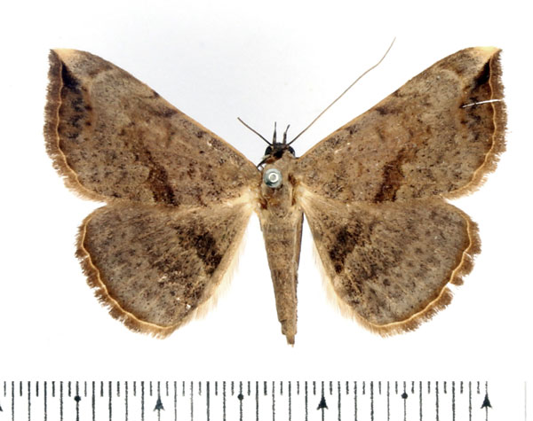 /filer/webapps/moths/media/images/M/marchalii_Maxera_AF_BMNH_01.jpg