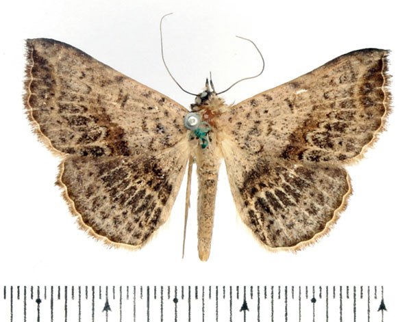 /filer/webapps/moths/media/images/M/marchalii_Maxera_AF_BMNH_02.jpg