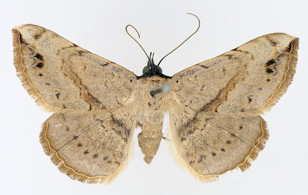 /filer/webapps/moths/media/images/M/marchalii_Maxera_AF_TMSA_01.jpg