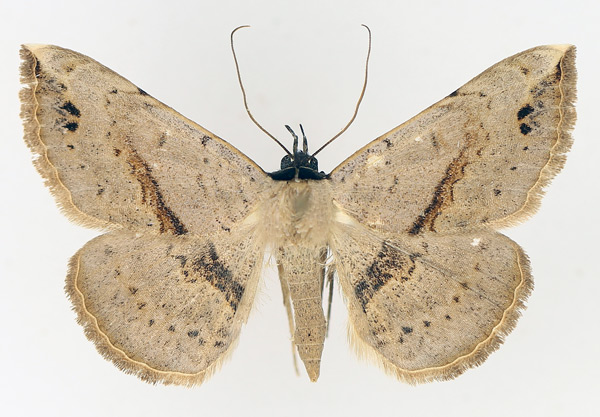 /filer/webapps/moths/media/images/M/marchalii_Maxera_AM_TMSA_01.jpg