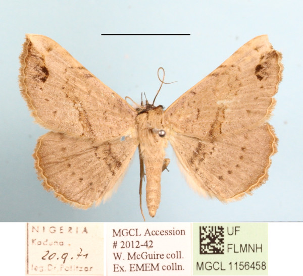 /filer/webapps/moths/media/images/M/marchalii_Maxera_A_MGCLa_01.JPG