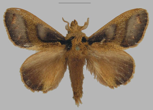 /filer/webapps/moths/media/images/M/marciakornbluthae_Stoermeriana_PTM_MNHN.jpg