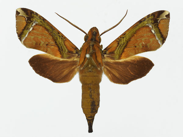 /filer/webapps/moths/media/images/M/marcida_Antinephele_AM_Basquin_01a.jpg