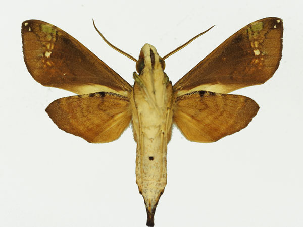 /filer/webapps/moths/media/images/M/marcida_Antinephele_AM_Basquin_01b.jpg