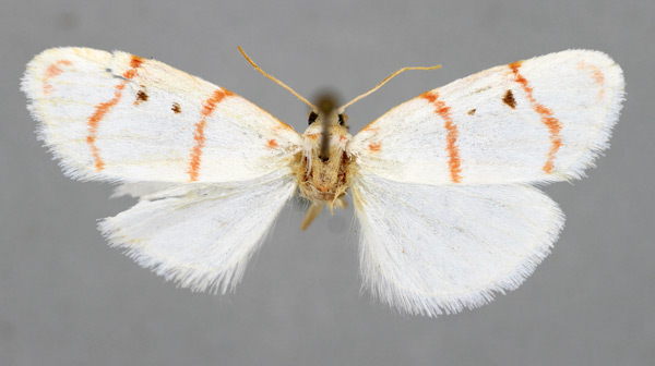 /filer/webapps/moths/media/images/M/margarethae_Cyana_PT_BMNH.jpg