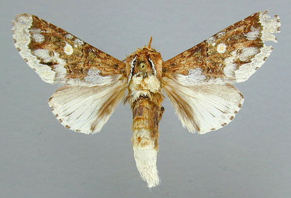 /filer/webapps/moths/media/images/M/margarethae_Deriddera_HT_RMCA.jpg