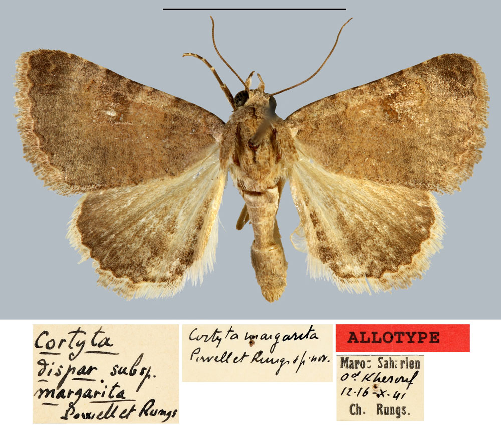 /filer/webapps/moths/media/images/M/margarita_Cortyta_AT_MNHN.jpg