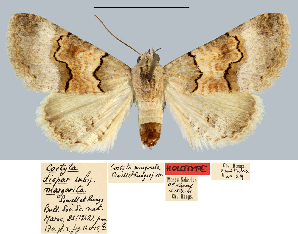 /filer/webapps/moths/media/images/M/margarita_Cortyta_HT_MNHN.jpg