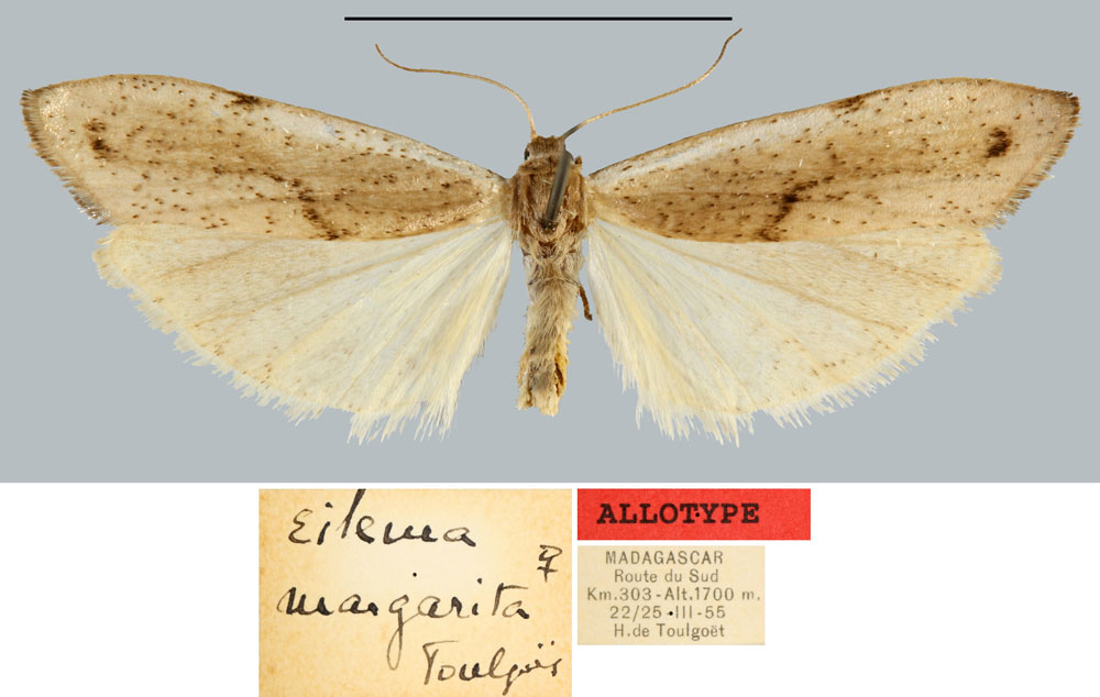 /filer/webapps/moths/media/images/M/margarita_Eilema_AT_MNHN.jpg